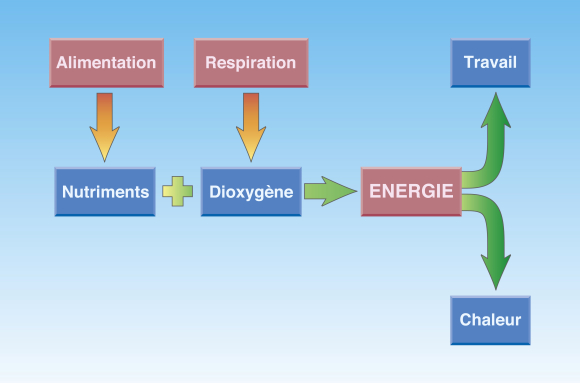 La production d'énergie chez un être vivant - infographie